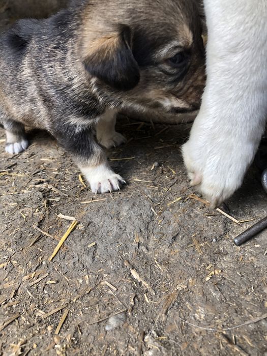 Donez catelusi 4 fete si 3 baieti