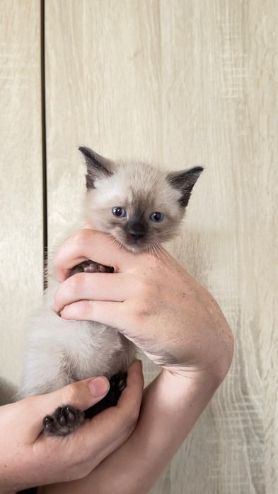 Отдам котят в добрые руки