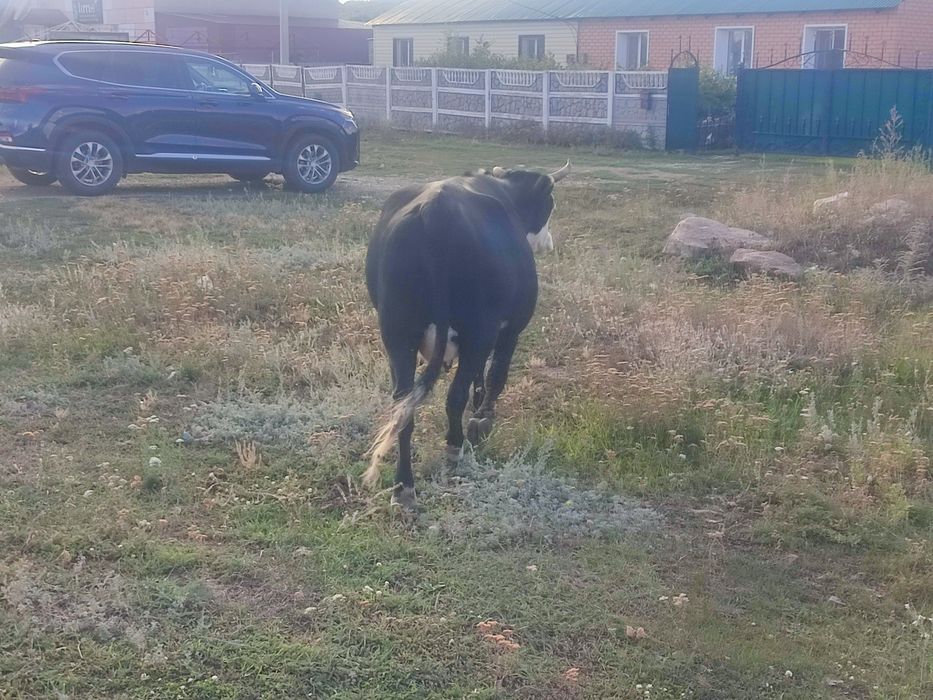 Продам корову, сиыр сатамын