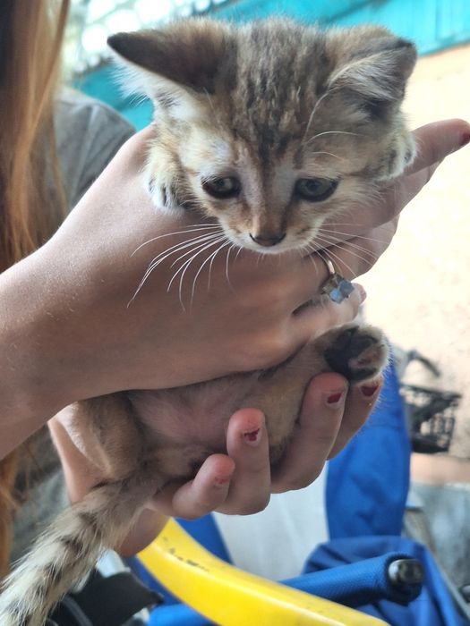 Отдаём котят в добрые руки!