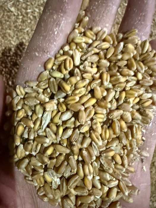 Пшеница, ячмень, отруби