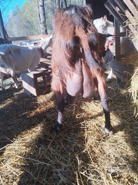 Tapi si iedute de vanzare