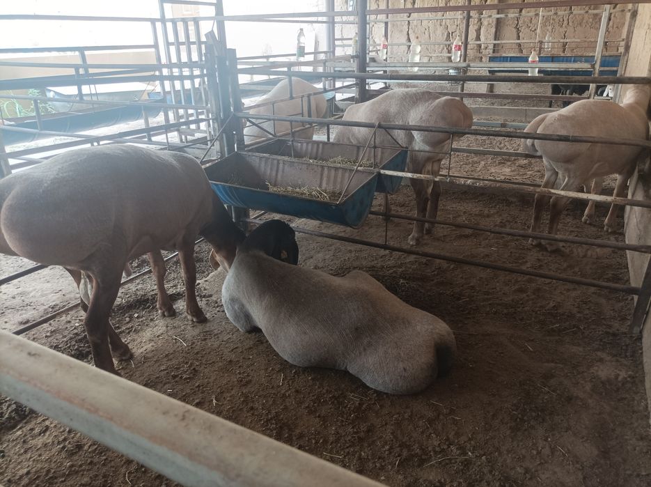 Zotga qochqorla bor Zot Arashan