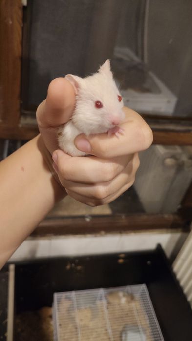 Hamster sirian de vanzare