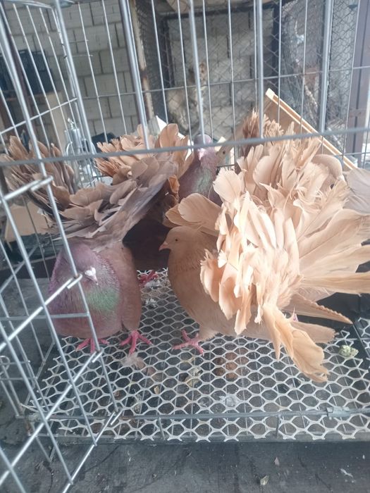 Продам голуби павлины