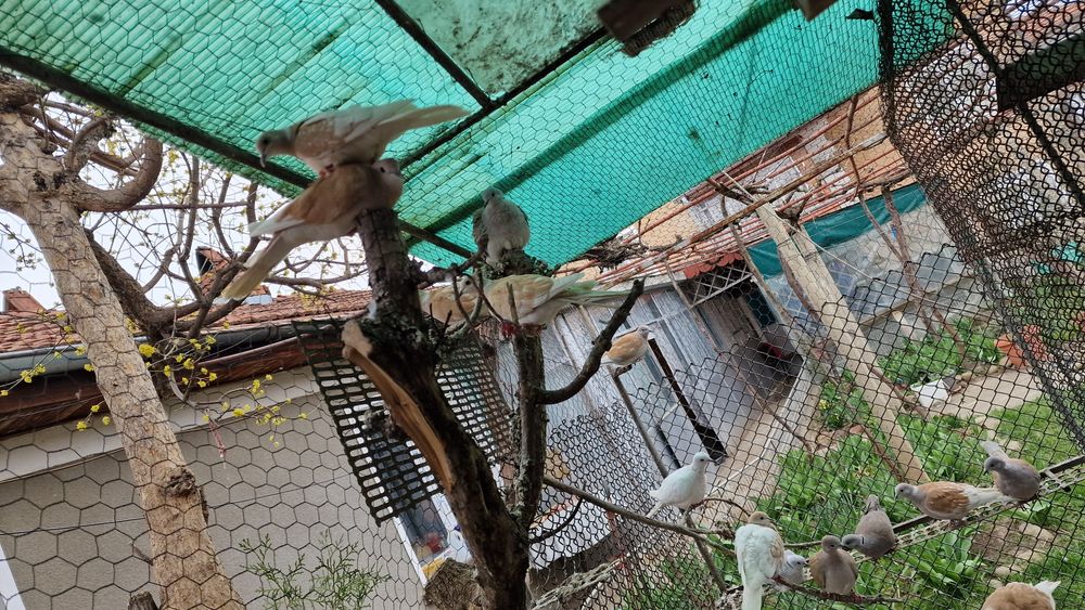 Млади гугудки в добро състояние