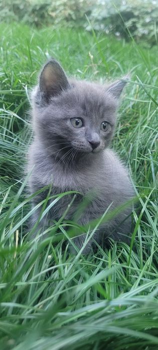 ОТДАМ КОТЯТ  в добрые руки