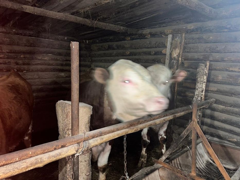 Бычки телки продаются