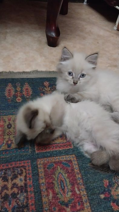 Продам котят породы Невская маскарадная.