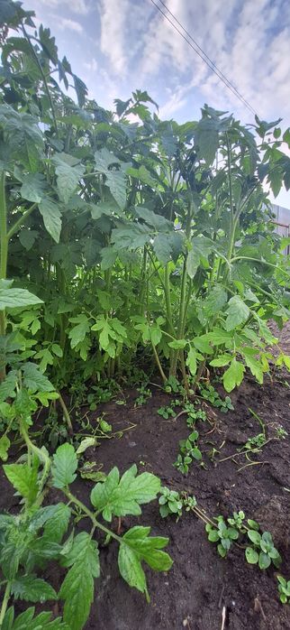 Продаю рассаду лучших сортов!