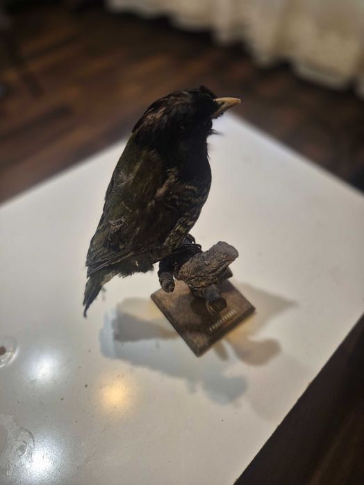Animale ,pasari inpaiate,taxidermie