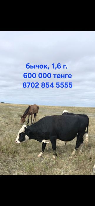 Продам корову, бычок, теленок