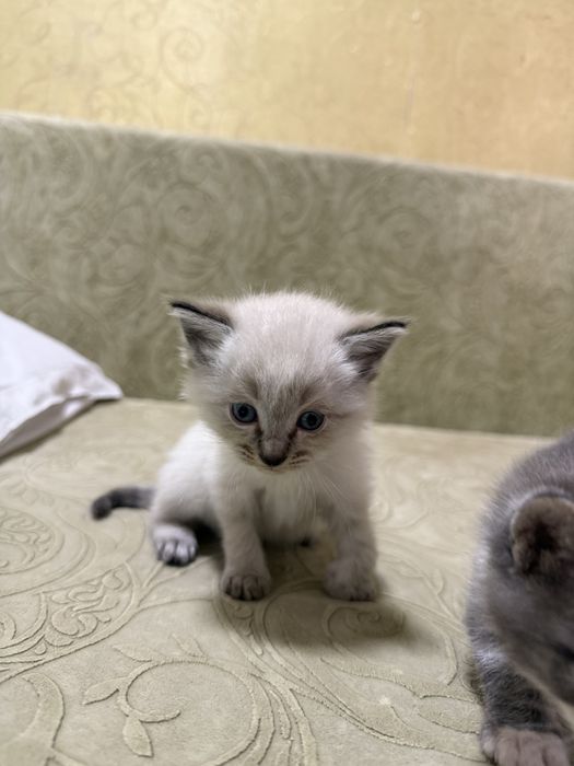 Котята милые ищут дом