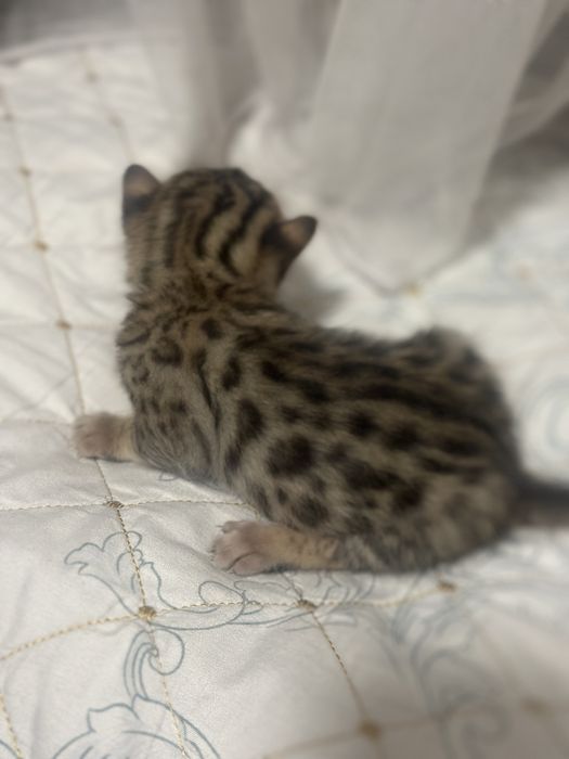 Бенгальские котята