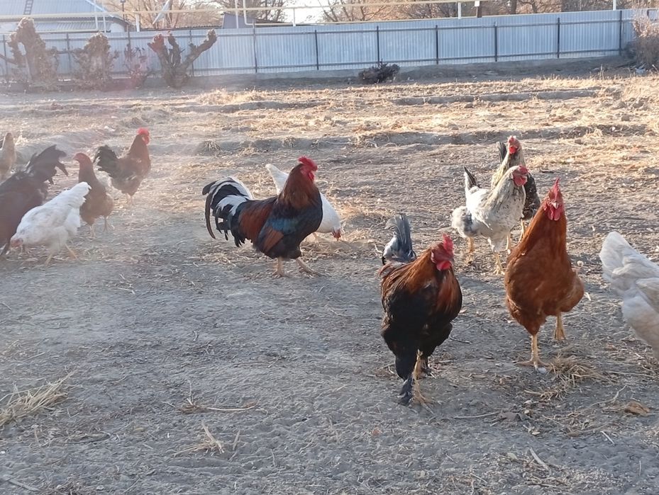 Әтеш сатамын 5000