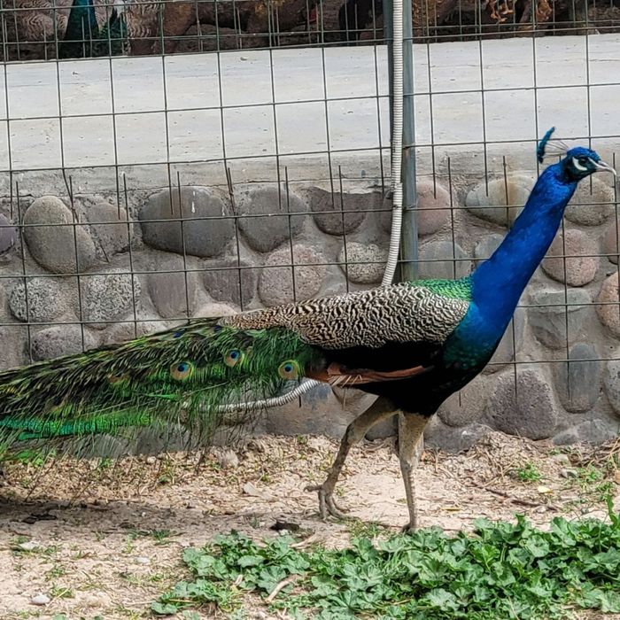 Продаються павлины