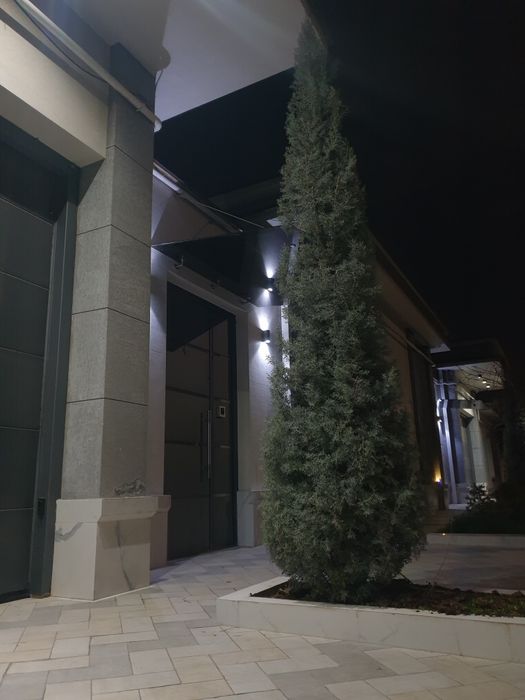 Итальянский кипарис