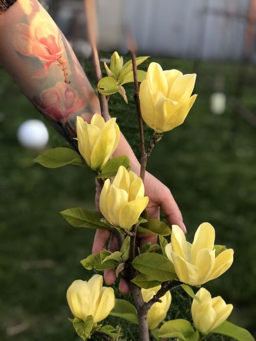 Magnolia la ghiveci diferite culori și mărimi