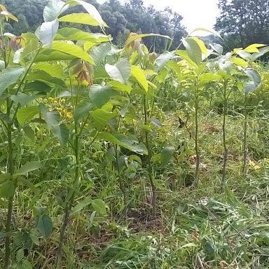 Puieti de nuc diverse dimensiuni