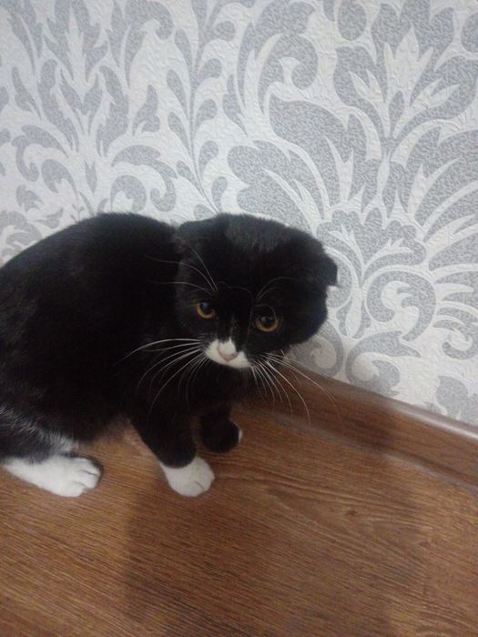 Mushukcha skottish fold