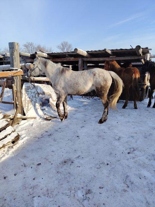 Жыкылар сатылады