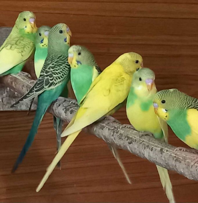 Волнистые попугай и клетки