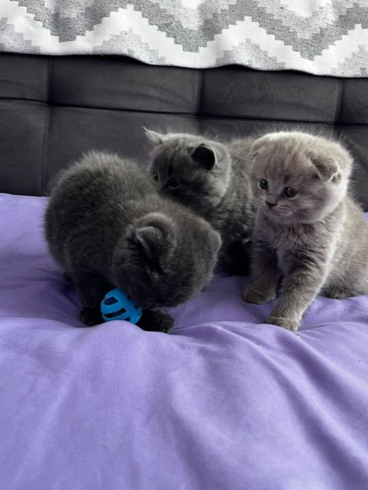 Продам милых котят