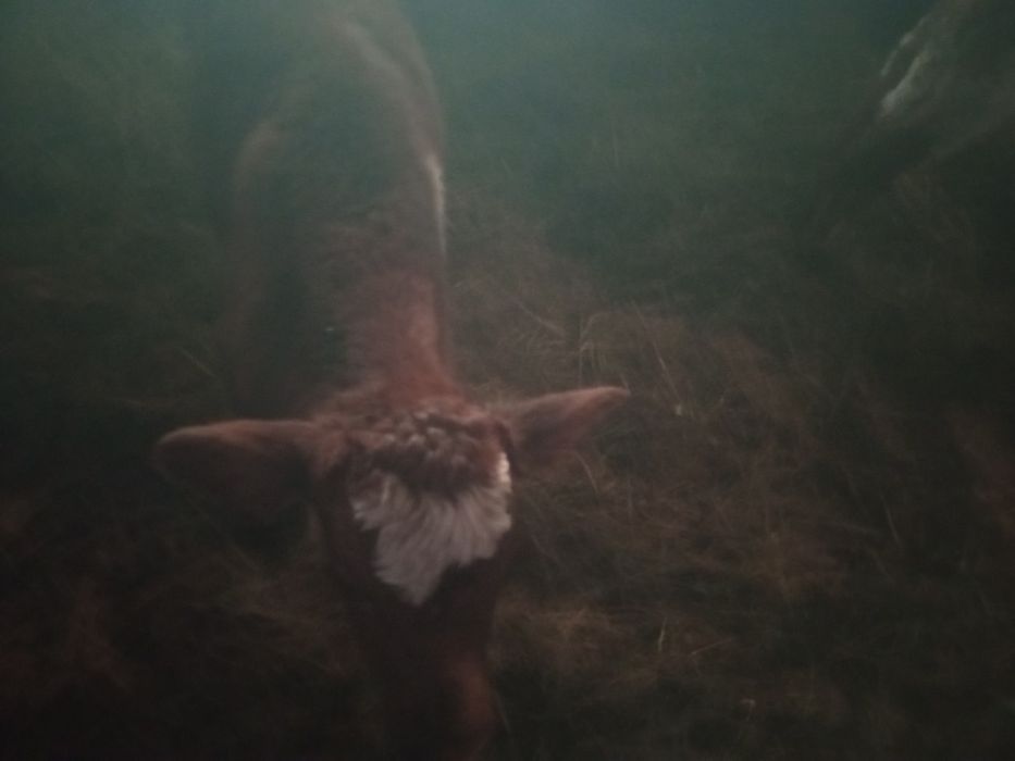 Продам оптом телять