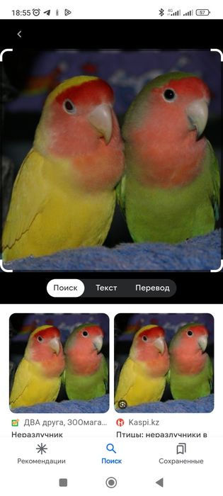 Нерозлучка яшил сариқ боласи блан