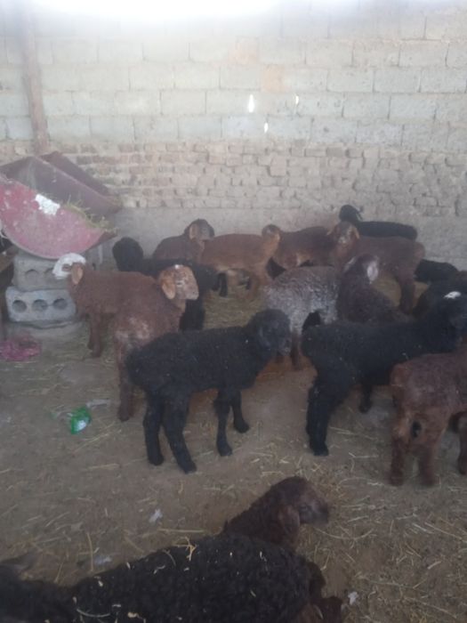 Козы сатылады козылар