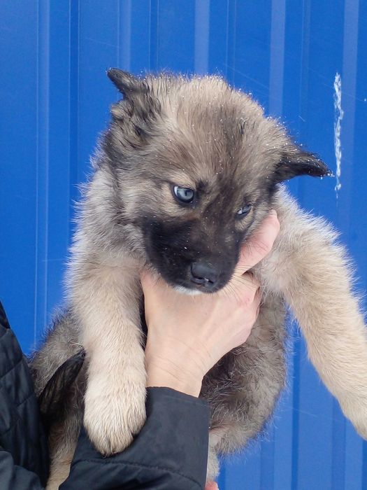 Щенок. Отдам даром.