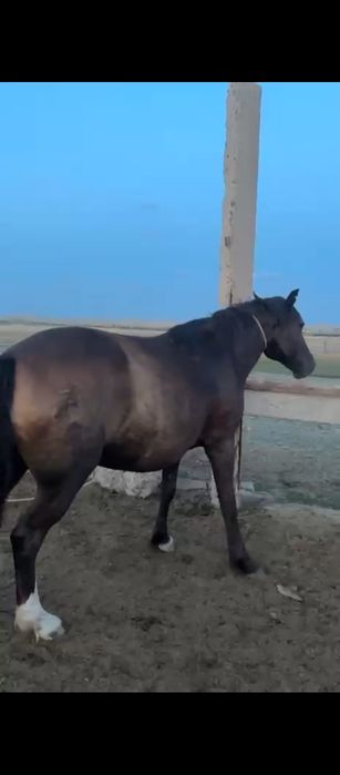 Семіз жуас ірі бие сатамын