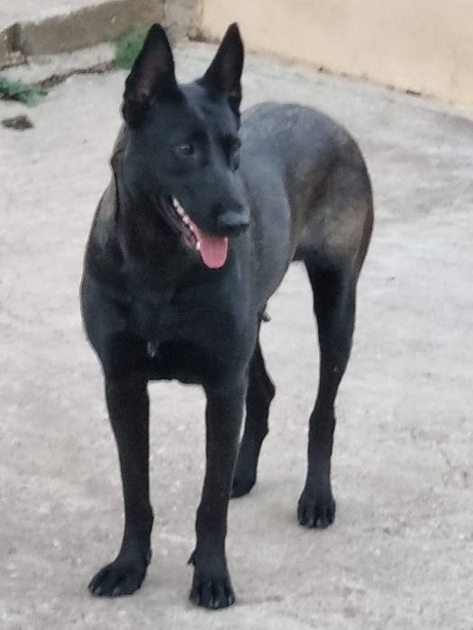 Femela Ciobanesc Belgian Malinois