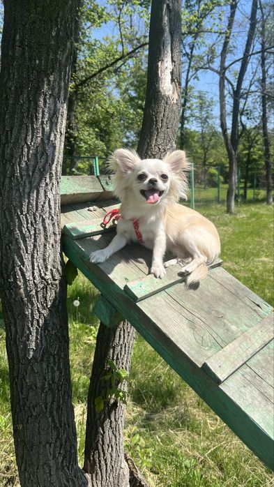 Ищем жениха на случку/вязку