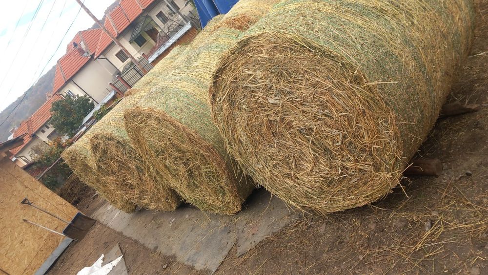 Baloti lucernă 2025