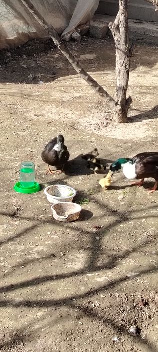 Урдак оиласи сотилади 17-февралда очиб чикди 2 та жужаси бор чикк