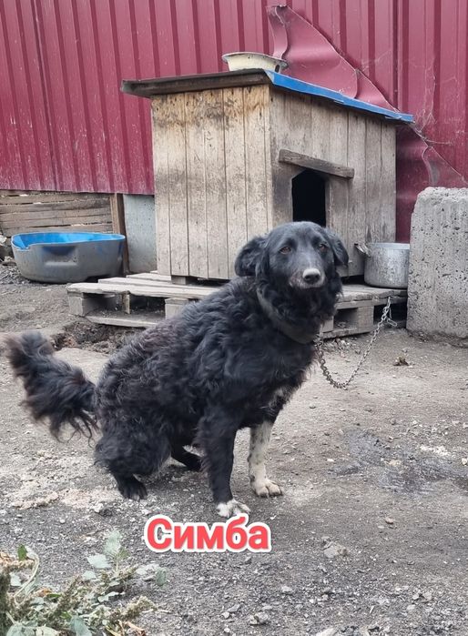 Дарю в добрые и ответственные руки