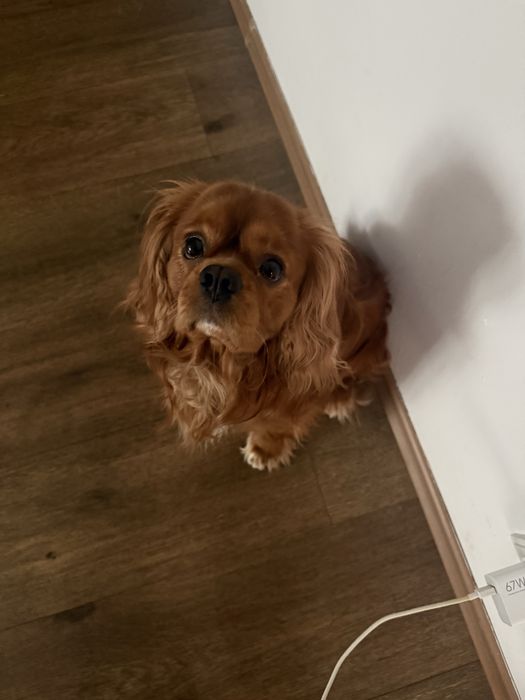 Кавалер Кинг Чарльз Спаниель