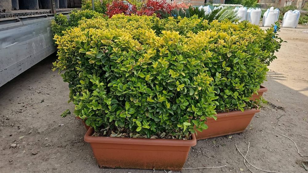 Plante ornamentale