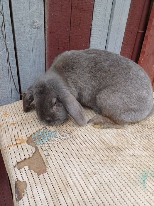 iepuri rasa berbec german