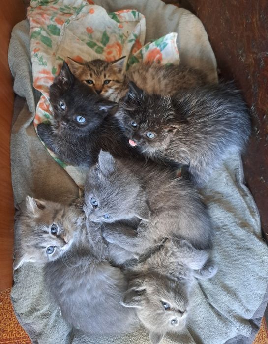 Отдам котят(полукровки) 1,5 мес