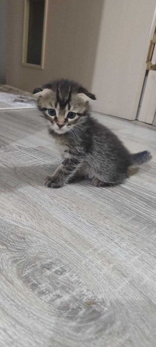 Отдам котят в добрый руки