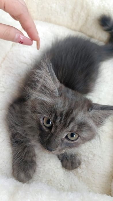 Отдам котят в хорошие руки