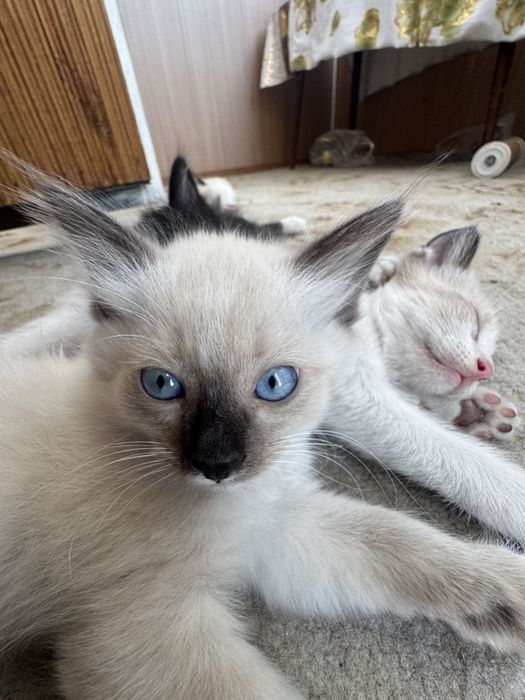 Котята в надежные руки