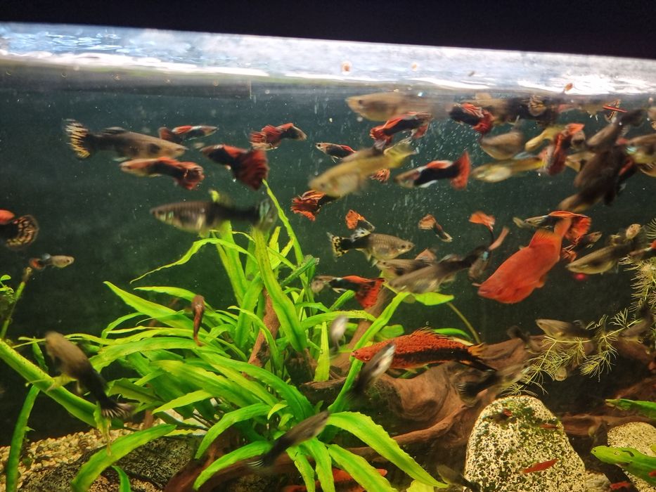 Vand pesti acvariu guppy,xifo