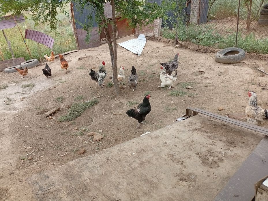 Продам куры и петух