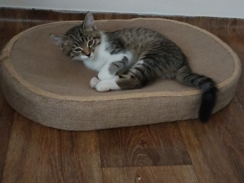 Отдам котёнка бесплатно