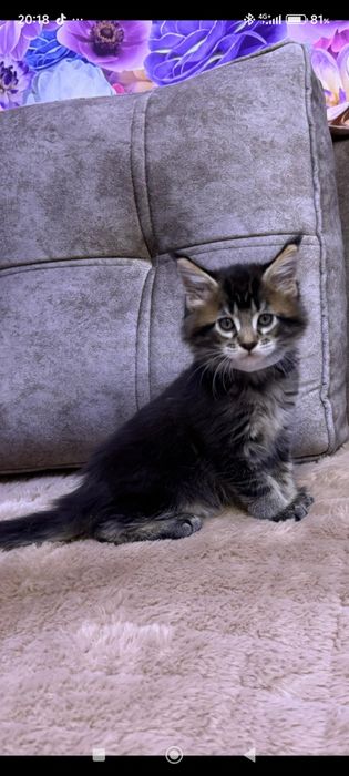 Продам  котят Мейн-Кун.