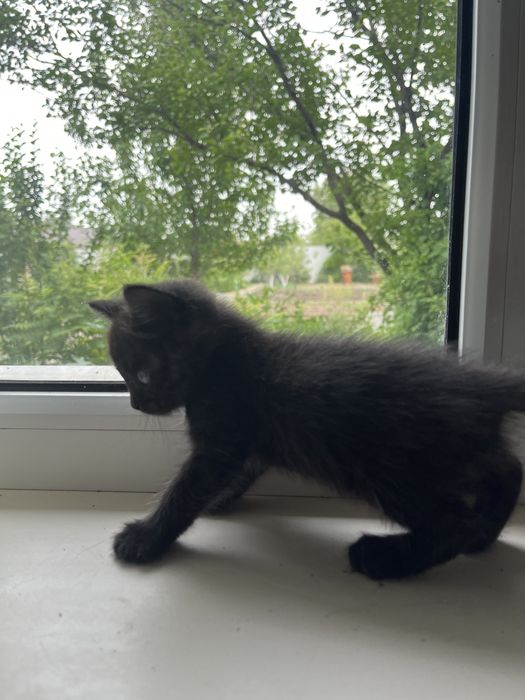 Отдам котенка в добрые руки