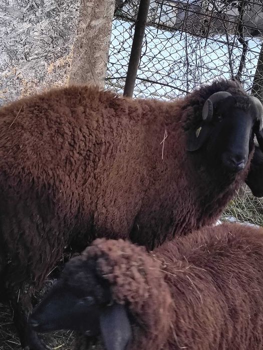 Vând oi tigăi + miei